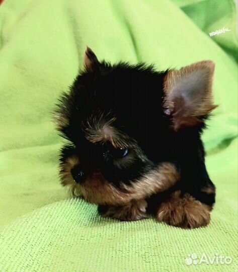 Йоркширский терьер девочки