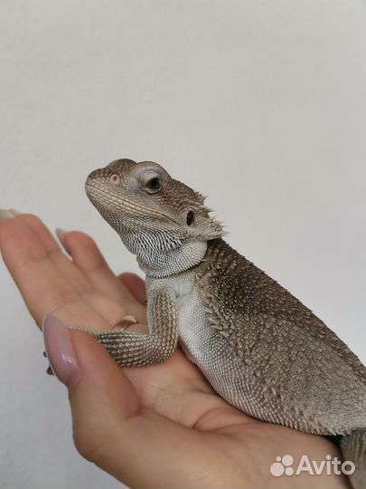 Бородатая агама