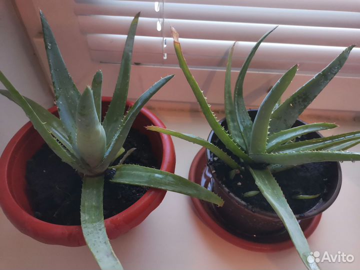 Алоэ лечебный