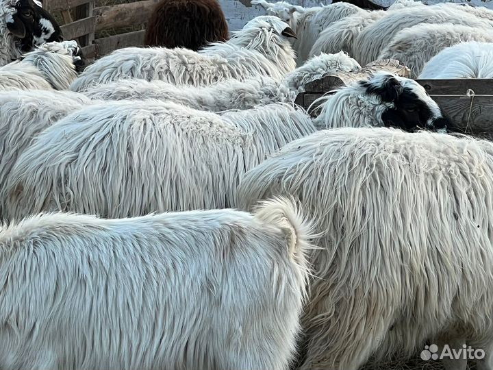 Ягнята на Курбан-Байрам