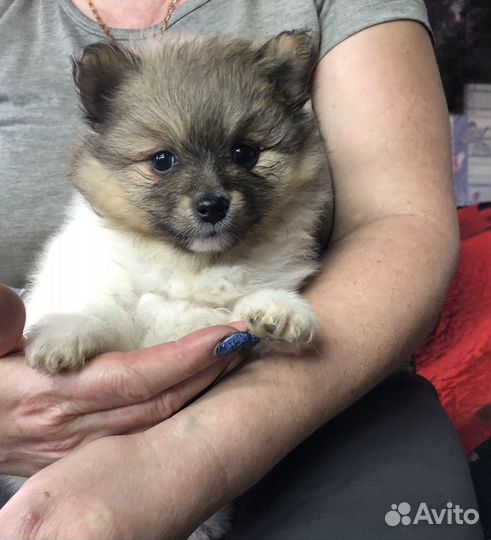 Детки Шпица