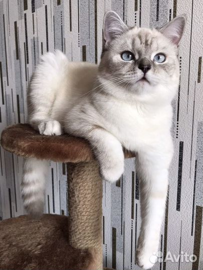 Ищем кота для вязки