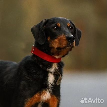 Ягдтерьер