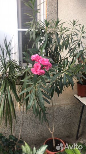 Комнатные цветы