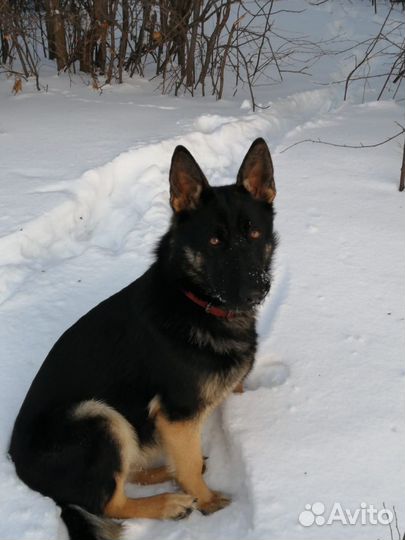 Немецкая овчарка