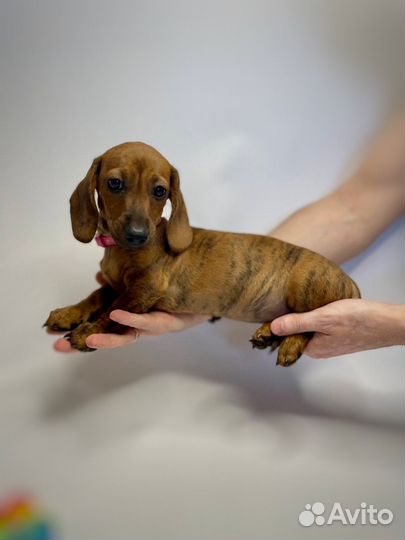 Щенки тигровой таксы