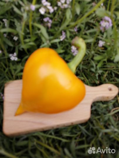 Семена перца Леся