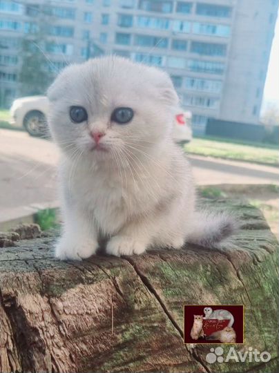 Шотландский мальчик