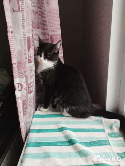 Молоденькая кошечка ищет дом