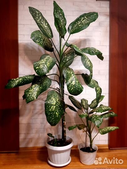 Продам или обменяю диффенбахию на другой цветок