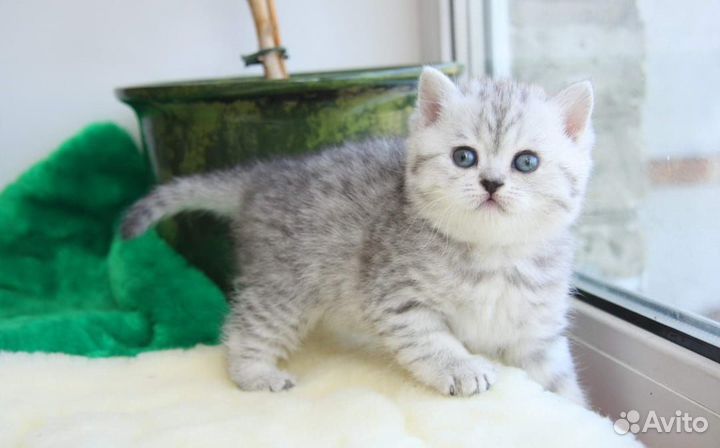 Чистокровные котята