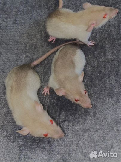Крысы дамбо девочки