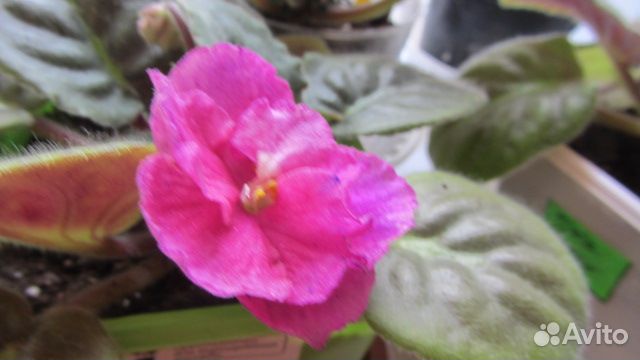 Цветущие сортовые фиалки