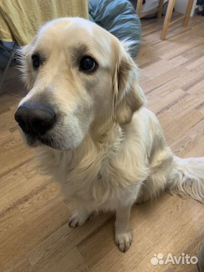 Кобель для вязки Золотистый ретривер