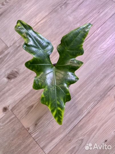 Алоказия крыло летучей мыши