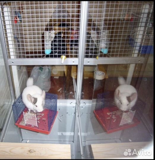 Клетка-витрина для шиншилл