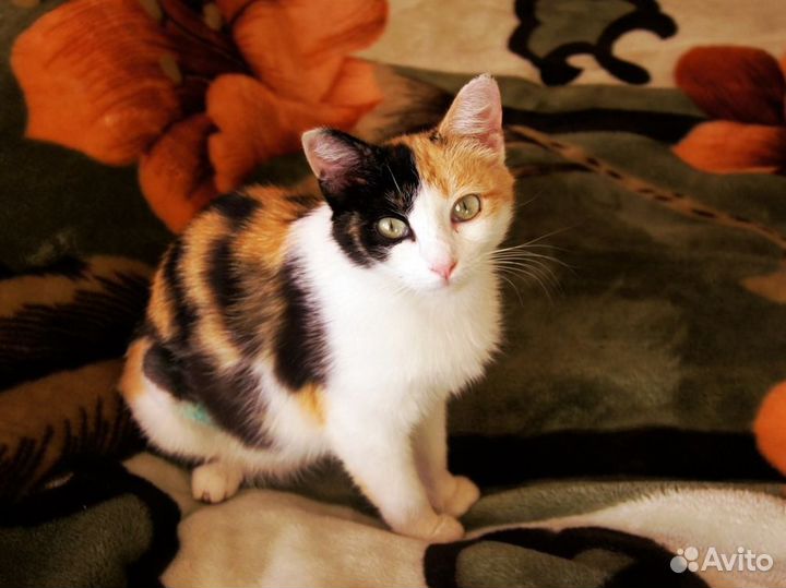 Безумно ласковая трехцветная девочка 7 мес. в дом