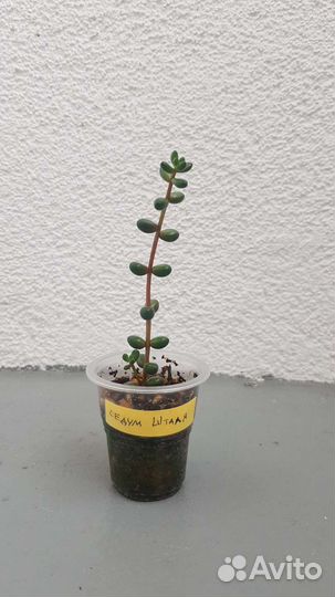 Суккуленты