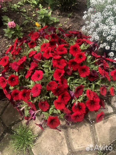 Петунья ампельная разные цвета и сорта