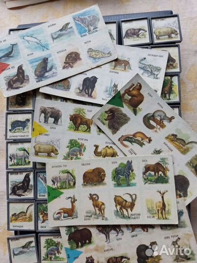 Настольная игра Времён СССР, Животный мир 