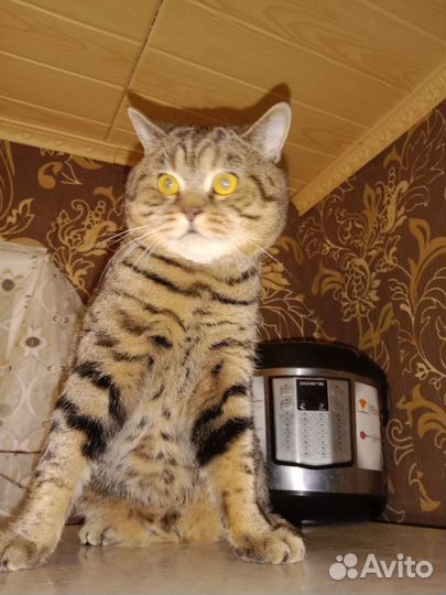Кот и Кошка