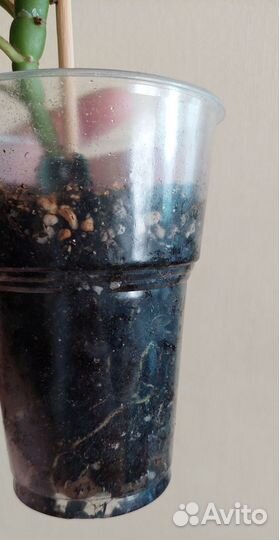 Монстера минима