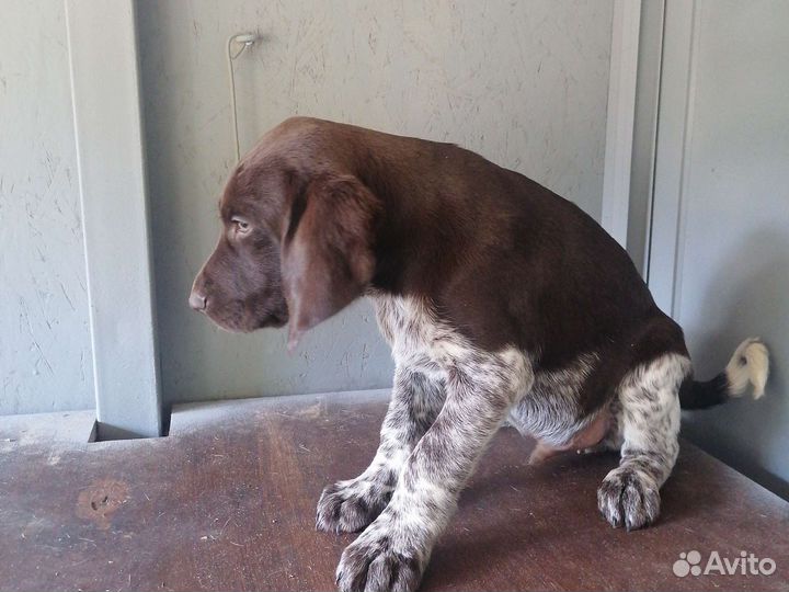 Щенки курцхаара