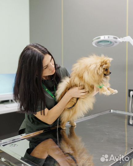 Ветеринарный врач на дом, Вакцинация, Ветеринар