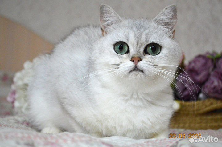 Британские леди