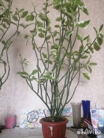 Педилантус