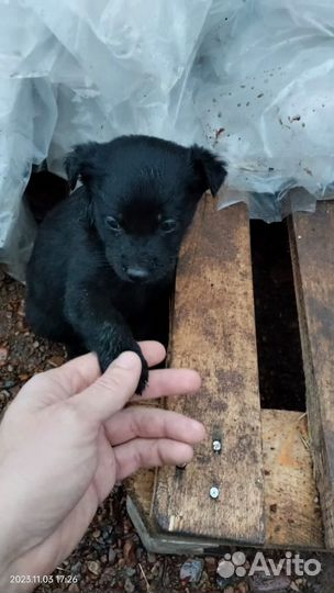 Щенки бесплатно