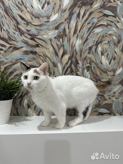 Кошечка в добрые руки