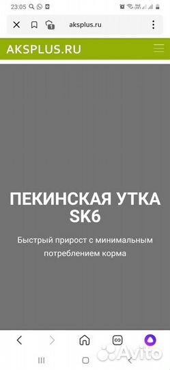 Утята стар 53