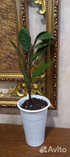 Замиокулькас