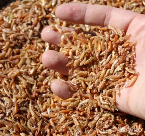 Гаммарус сухой