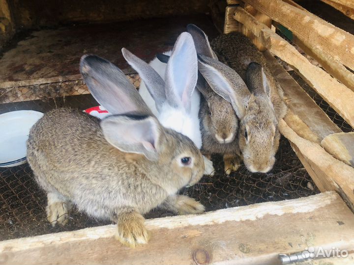 Кролики породы фландр