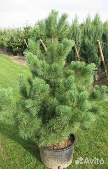 Семена сосна румелийская