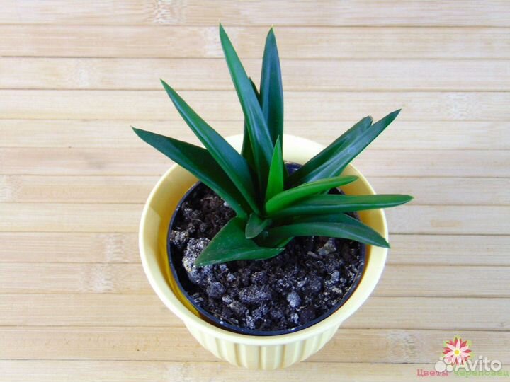 Отростки цветов-суккулентов по 50р