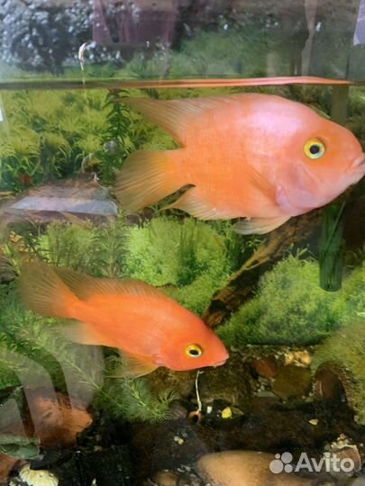 Аквариумные рыбки
