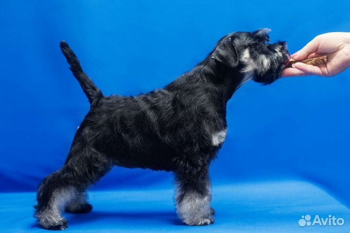 Цвергшнауцер щенки