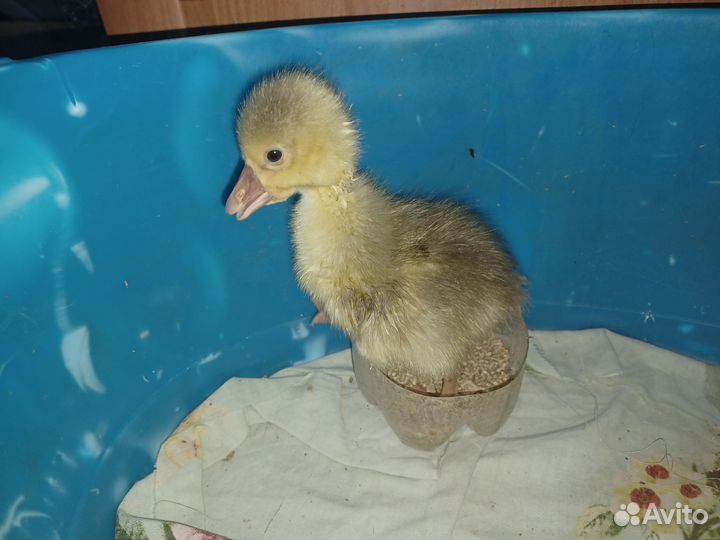 Гусята суточные и подрощенные