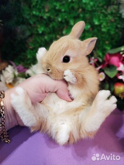 Мини карликовый кролик. Большой выбор