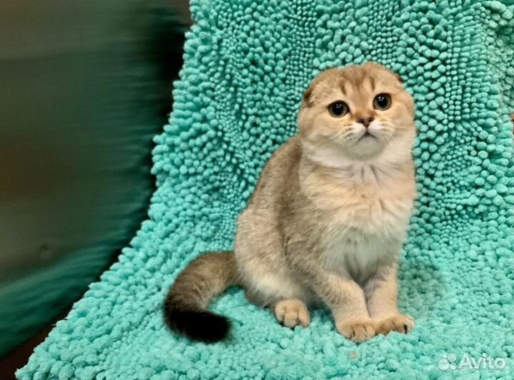 Девочка Скоттиш фолд с документами привита Чип