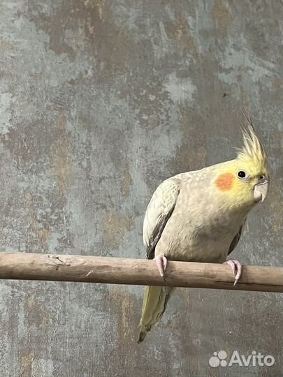 Попугай корелла самка