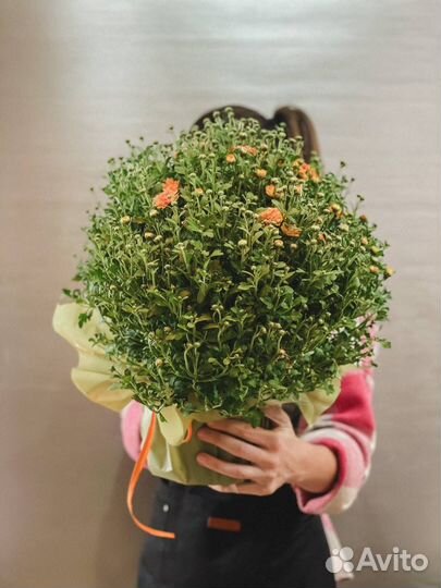 Хризантема для дома