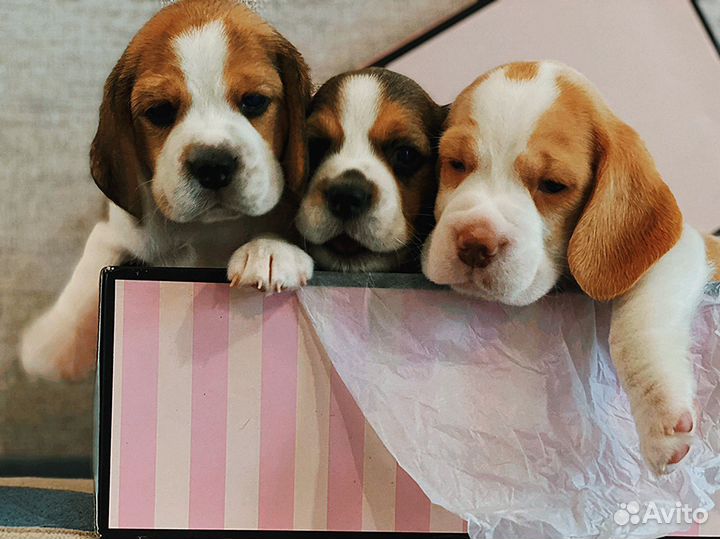 Щенки бигля