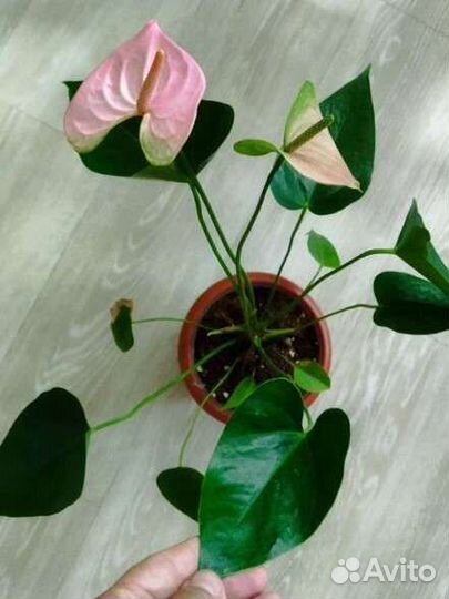 Антуриум пандола