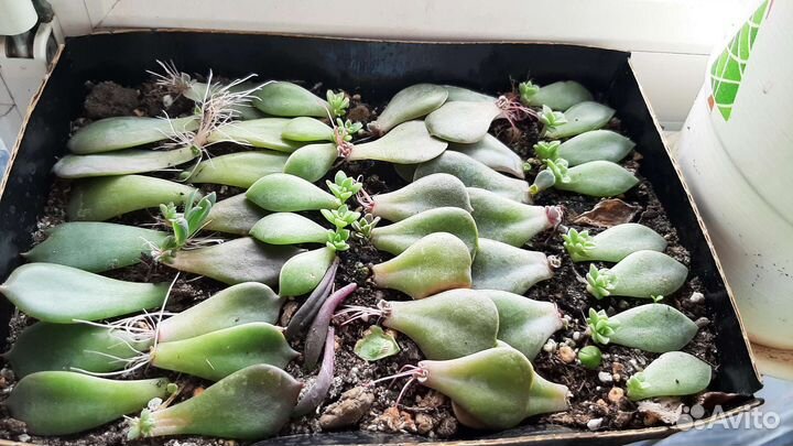 Суккуленты