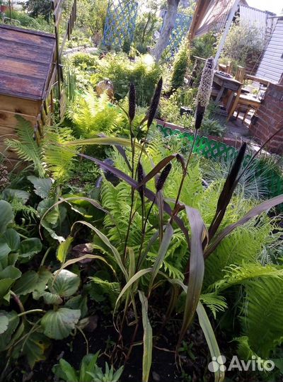 Вейник Карл Форстер и другие декоративные злаки