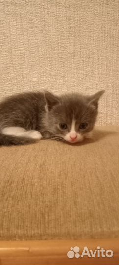 Британская кошка